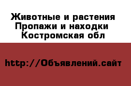 Животные и растения Пропажи и находки. Костромская обл.